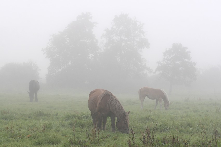 Horses