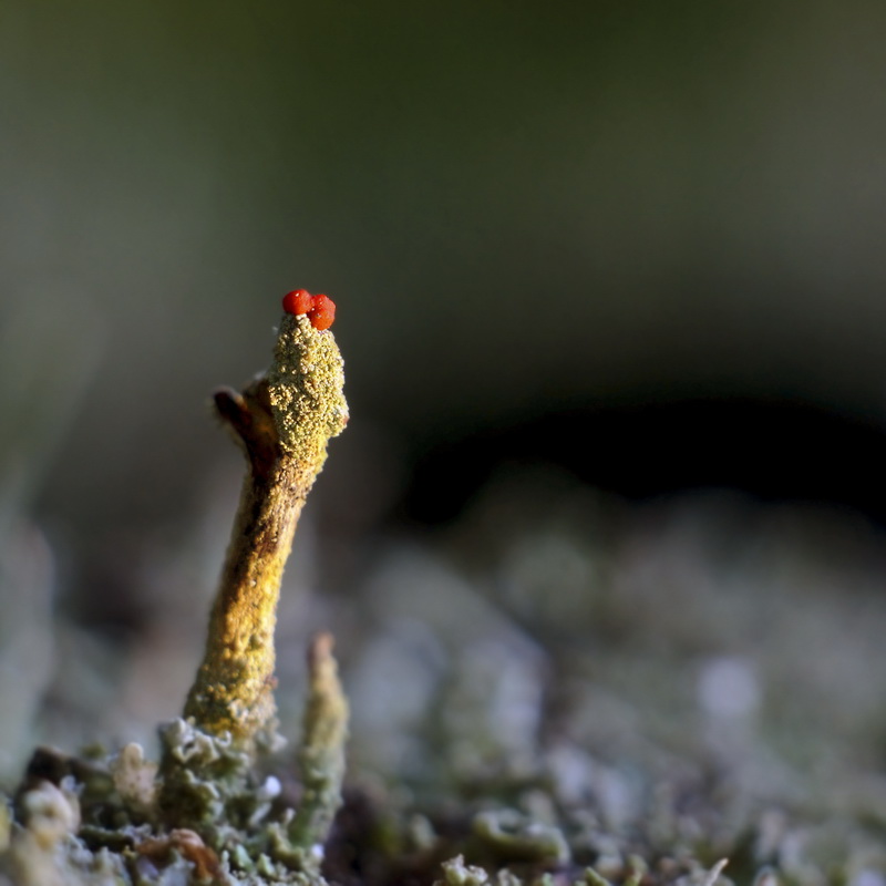 Cladonia