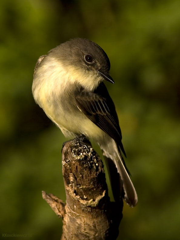 Eastern Wood Pewee