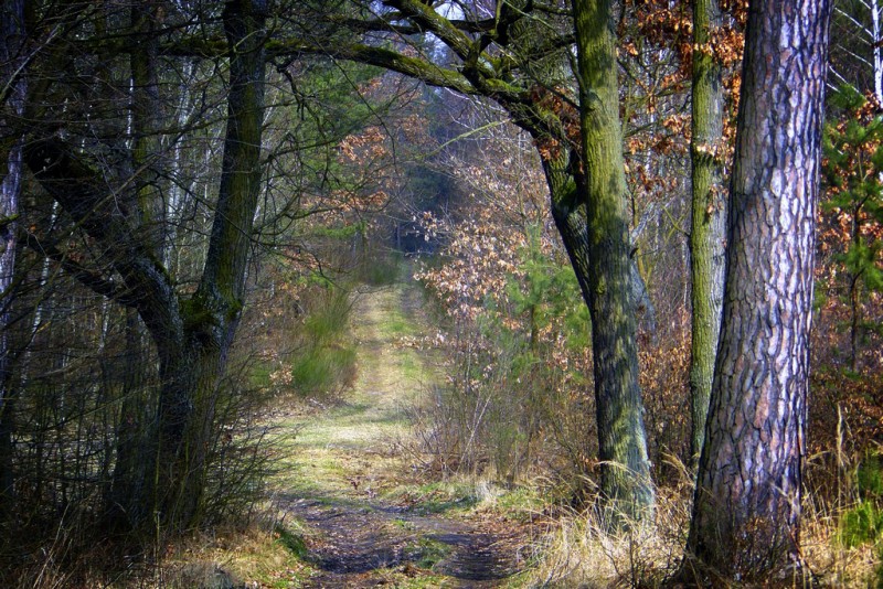 leśna droga