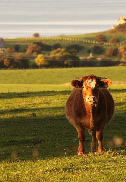 Countryside