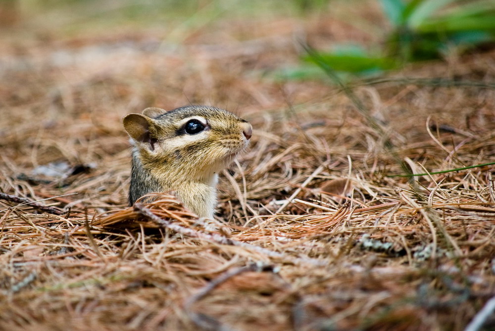 Chipmunk II