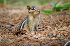 Chipmunk III