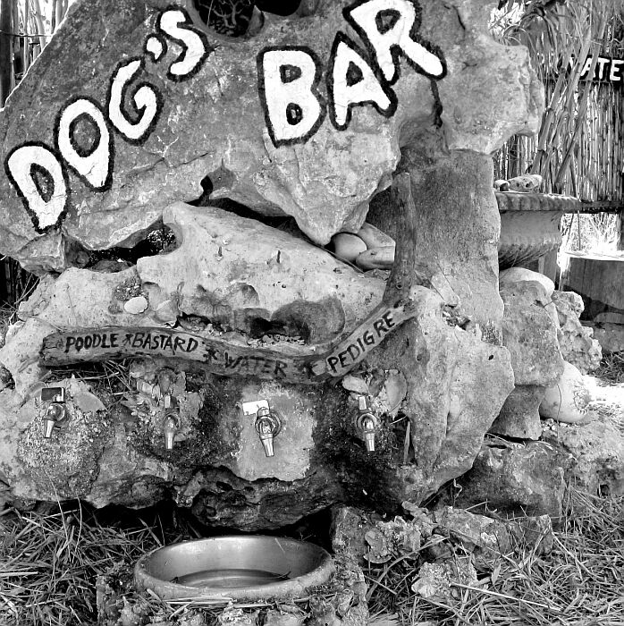 dogs bar