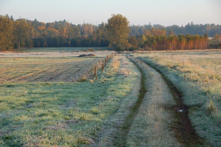 Łąki w Białowieży