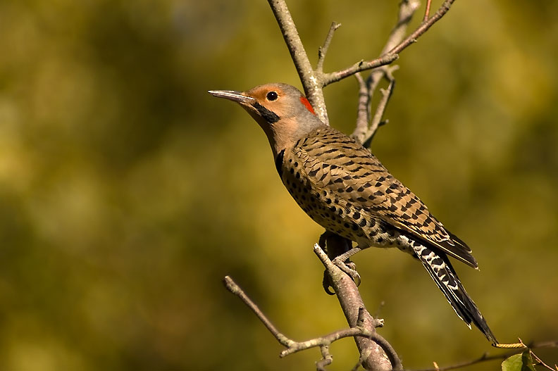 Northern Flicker, Dzieciol Rozowoszyi