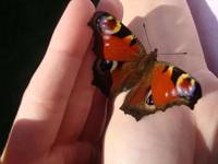 motyl