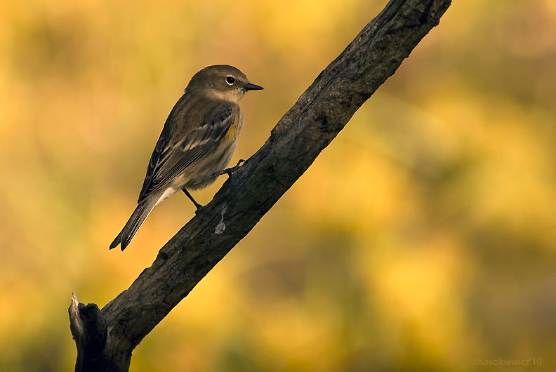 Yellow-rumped Warbler