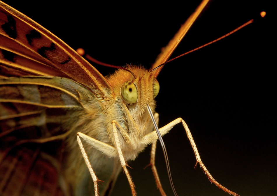 On Motyl