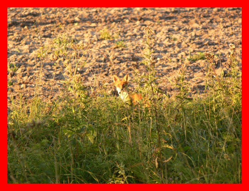 Lis europejski (vulpes vulpes)