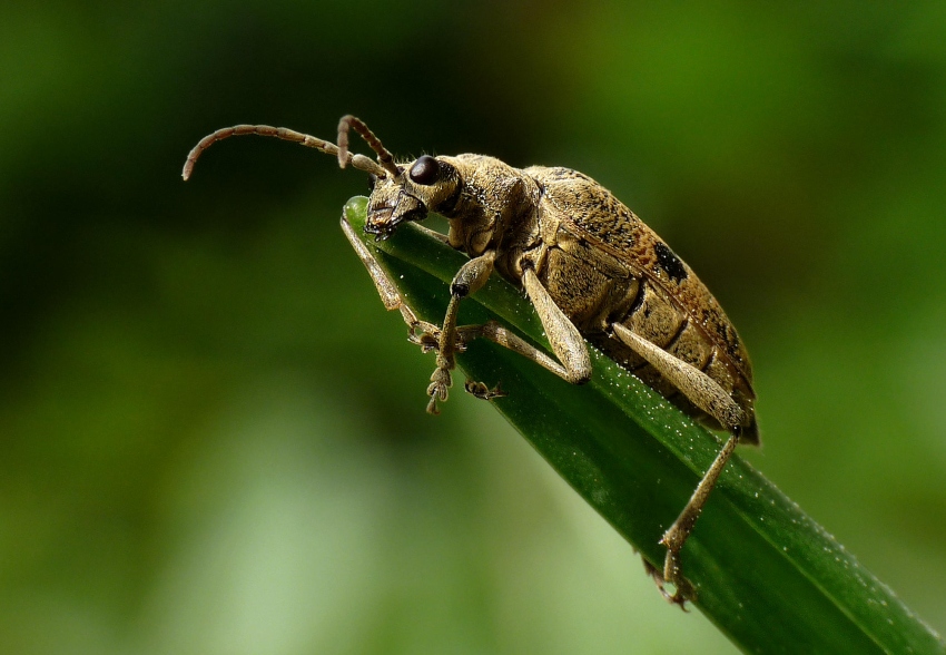 Rhagium mordax