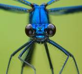 Świtezianka błyszcząca Calopteryx splendens