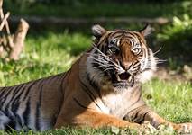 Panthera tigris...