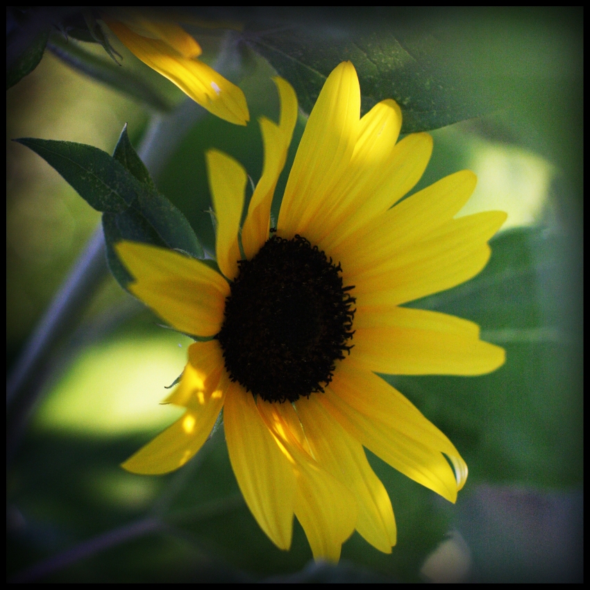 tournesol