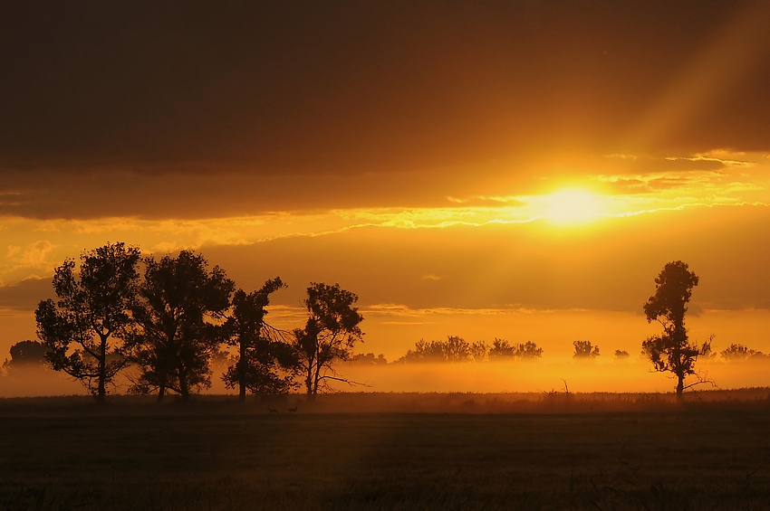 wschód nad łąkami