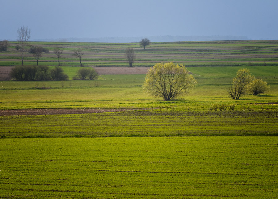 Zielonka