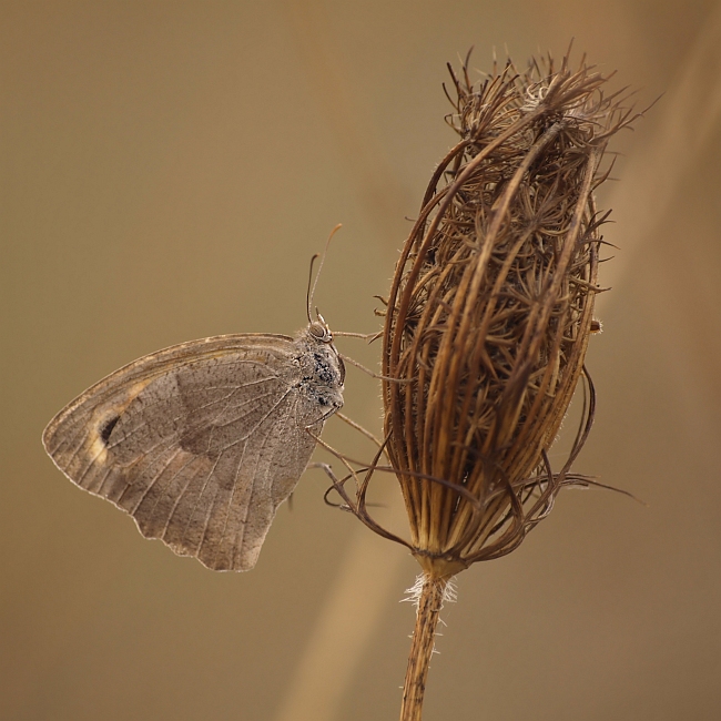 zgryzota jesienna