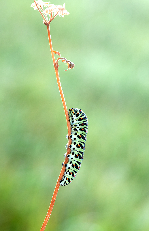 Papilio machaon