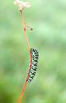 Papilio machaon