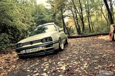 vw in forest