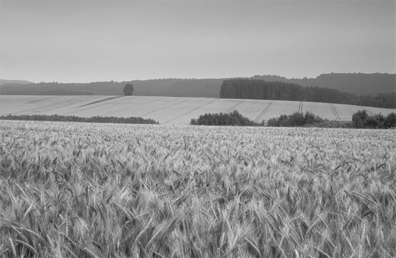 Polne przechadzki...