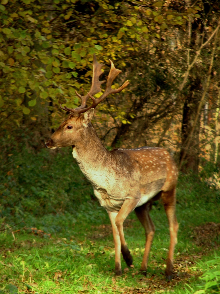 bekowisko