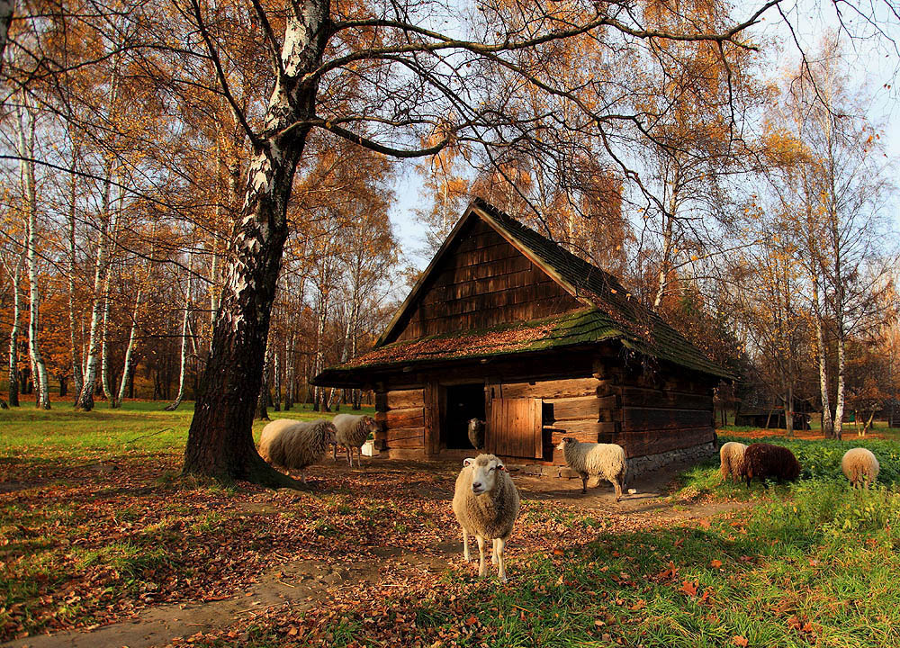 jesień w zagrodzie owiec