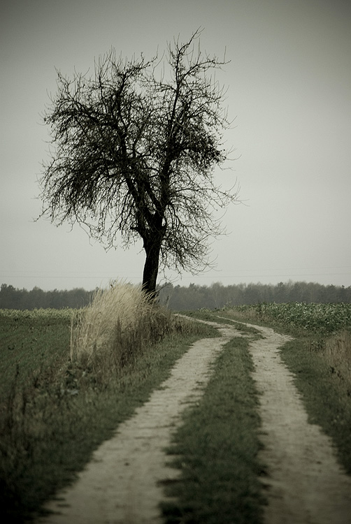 Nadbużańskie szarugi