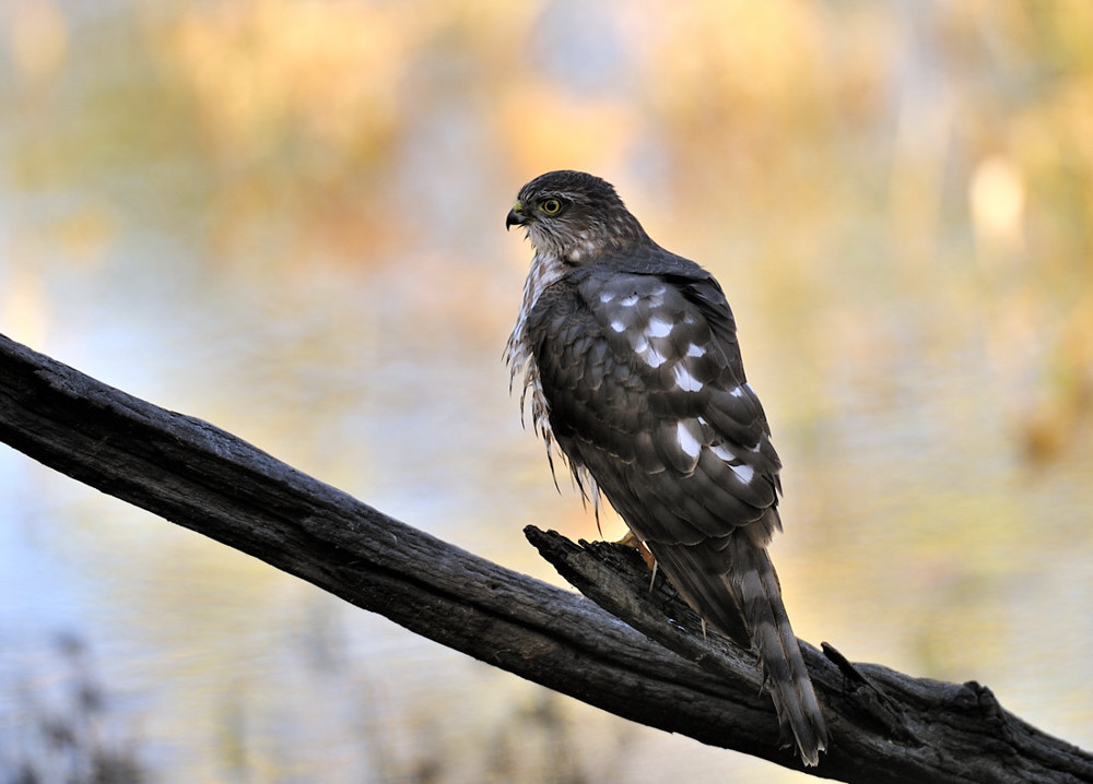 Merlin - Falco Columbarius