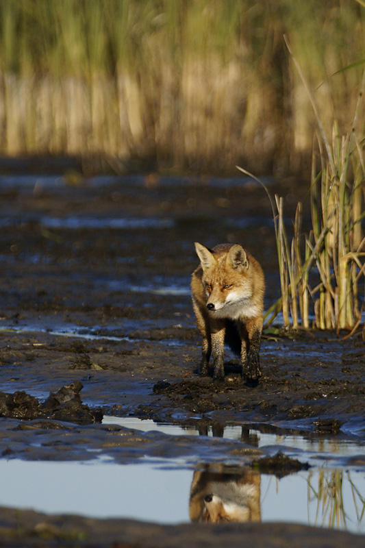 Firefox