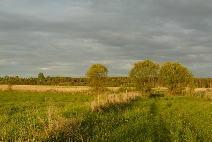 Biebrzańskie łąki I