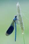 Świtezianka błyszcząca Calopteryx splendens