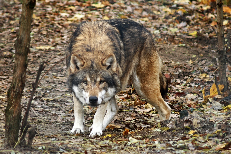 Canis lupus