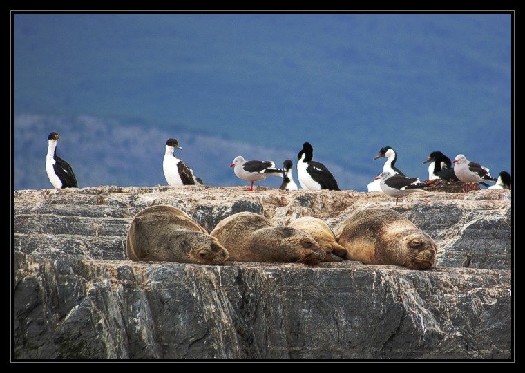 Siesta