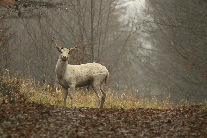 Młynarz