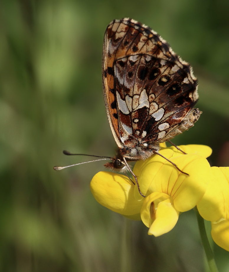 Motyl