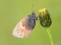 Coenonympha pamphilus