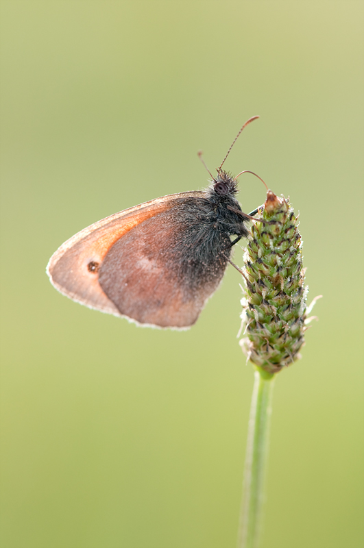 Coenonympha pamphilus