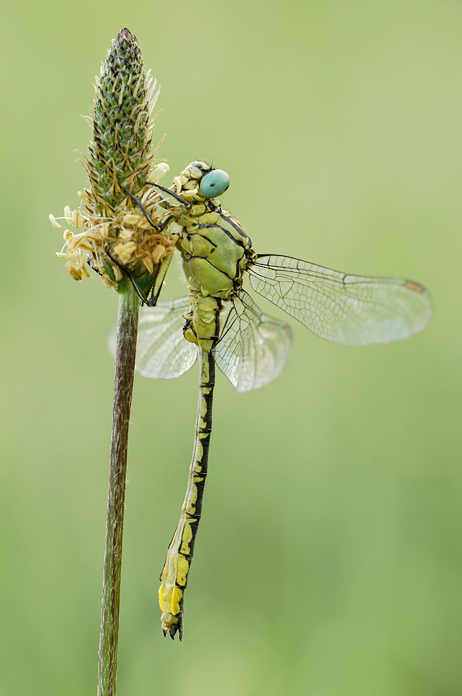 Gadziogłówka żółtonoga Gomphus flavipes