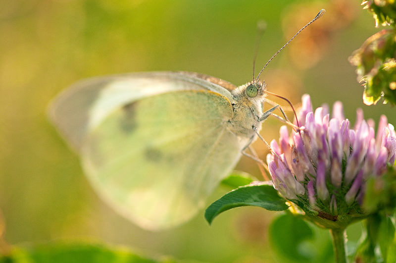 Pieris rapae