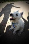 West highland white terrier