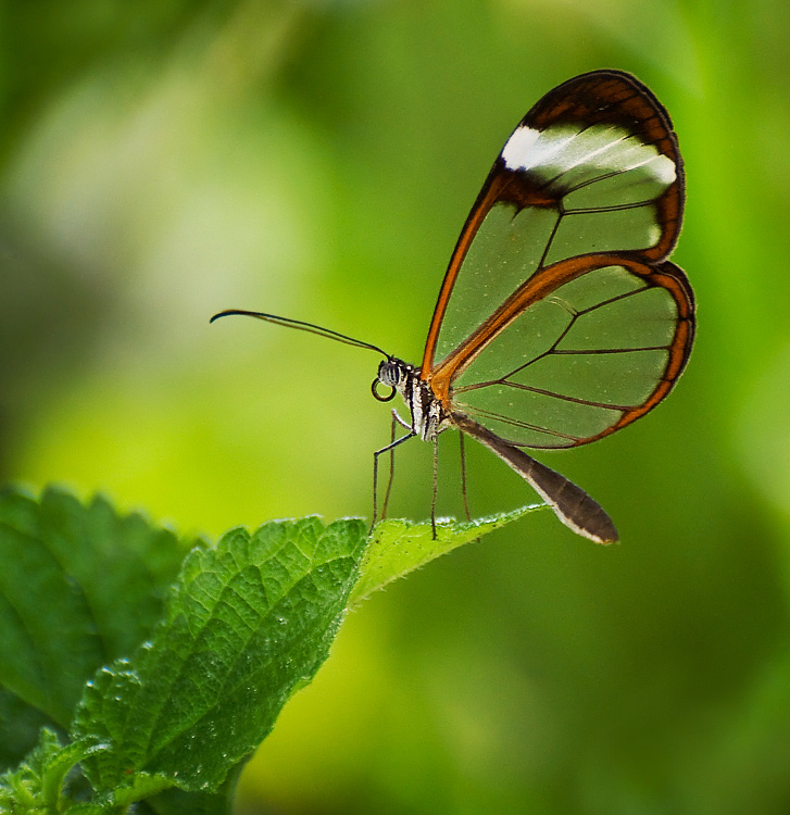 Glasswing Butterfly