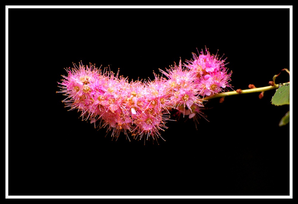 pink caterpillar