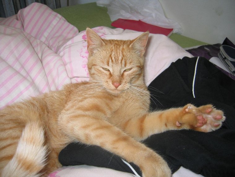 Domowy Rudy Tygrysek