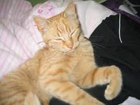 Domowy Rudy Tygrysek