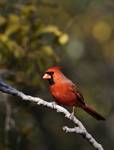 Northern Cardinal -Cardinalis cardinalis