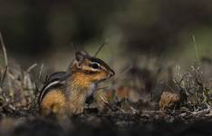 Eastern Chipmunk - Tamias striatus