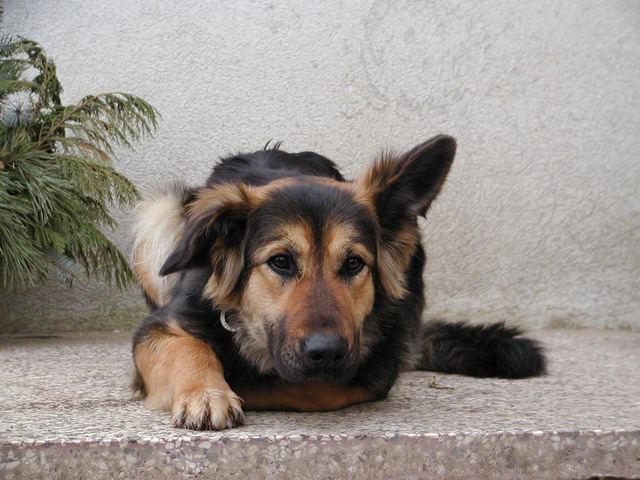 Wilczurka Kora