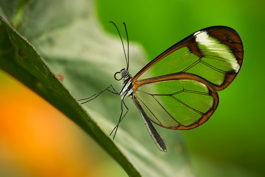 -Glasswing Butterfly-