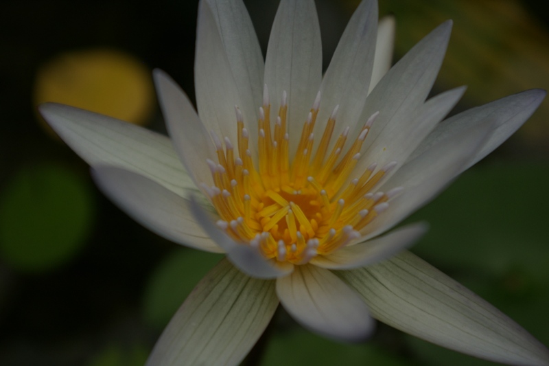 Nymphaea alba L.